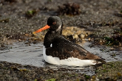 David Plant Photography - Wildlife Photography - Oystercatcher - AA